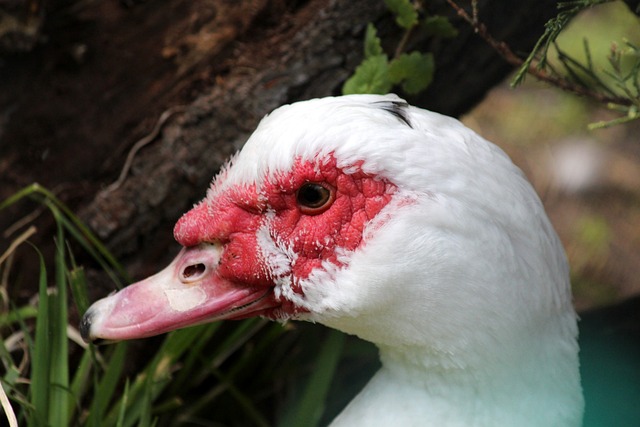 湖人vs76人首发：詹姆斯&东契奇大战恩比德&马克西